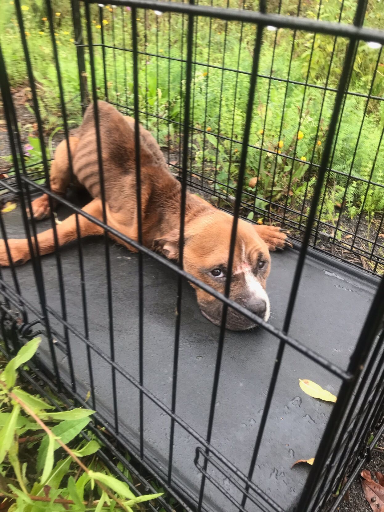 Frankfort Dog